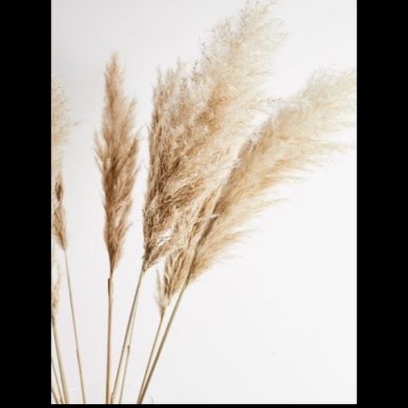 PAMPAS GRASS dried natural grasses 3 STEMS - Picture 3 of 3